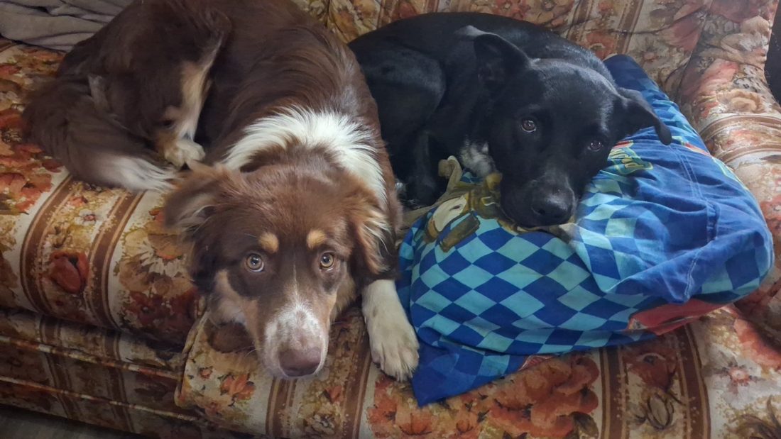 Oreo and McFlurry, the 2 dogs, piled on the couch